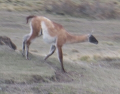 Lama guanicoe