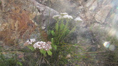 Crassula undulata