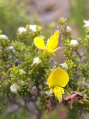 Aspalathus opaca opaca