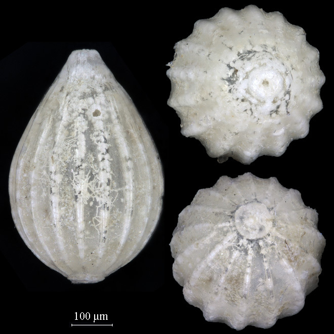 Ellipsolagenidae