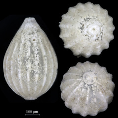 Oolina borealis