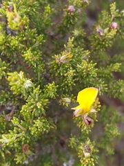 Aspalathus opaca opaca