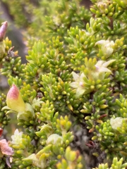 Aspalathus opaca opaca