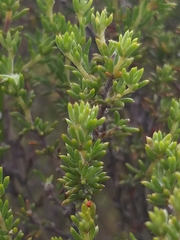 Aspalathus opaca opaca