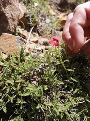 Jamesbrittenia breviflora
