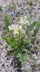 Oxytropis muricata