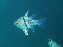 Sphaeramia orbicularis