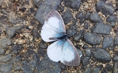 Udara akasa
