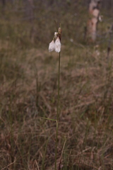 Eriophorum latifolium