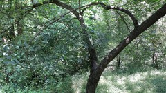 Orthotrichum microcarpum