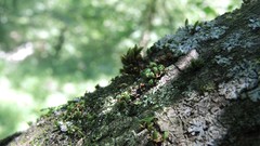 Orthotrichum microcarpum