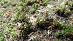 Orthotrichum microcarpum
