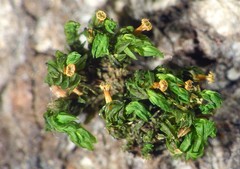 Orthotrichum microcarpum