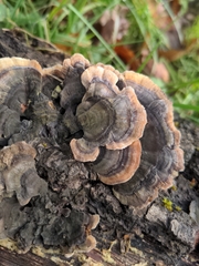 Trametes versicolor