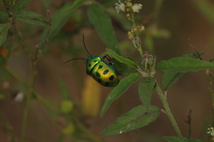 Chrysocoris purpureus