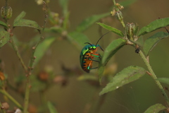 Chrysocoris purpureus