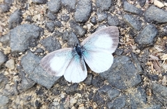 Udara akasa