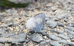 Udara akasa