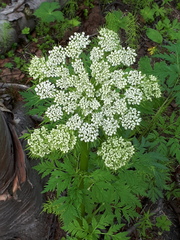 Pleurospermum uralense