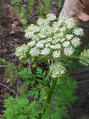 Pleurospermum uralense