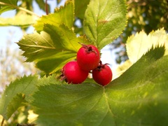 Crataegus submollis