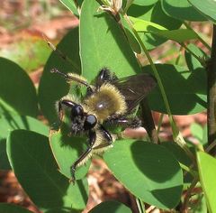 Laphria affinis
