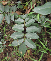 Derris involuta