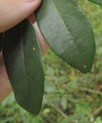 Derris involuta