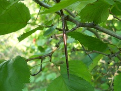 Crataegus submollis