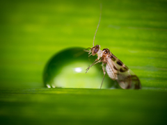 Graphopsocus