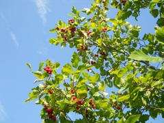 Crataegus submollis