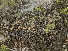 Lecanora silvae-nigrae