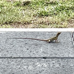 Lophognathus gilberti