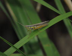 Bermius odontocercus