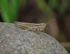 Bermius odontocercus