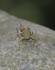 Bermius odontocercus