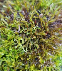 Rhynchostegium murale