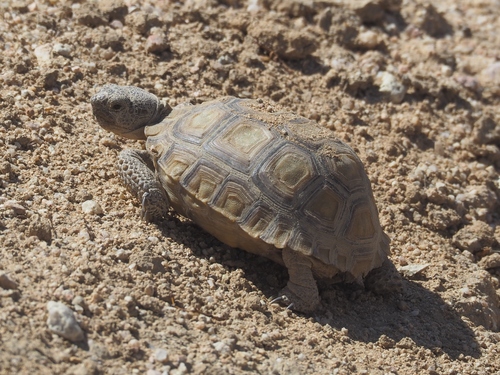 Mojave Desert Tortoise