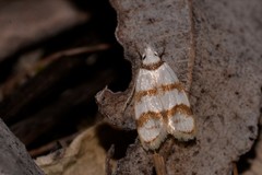 Chezala brachypepla