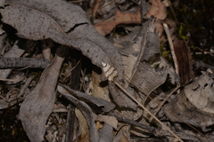 Chezala brachypepla