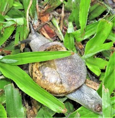 Kerkophorus melvilli