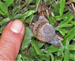 Kerkophorus melvilli