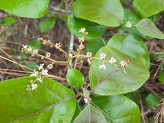 Ehretia laevis