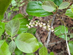 Ehretia laevis