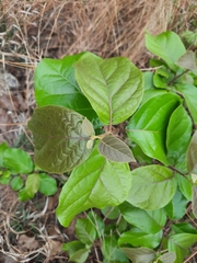 Ehretia laevis