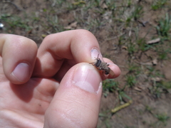 Andrena vaga