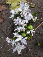 Scilla mischtschenkoana