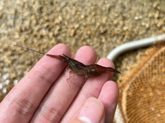 Macrobrachium leucodactylus