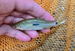 Rasbora notura