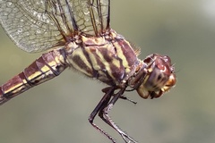 Orthemis schmidti